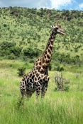 Giraffe